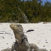 iguana_cuban_jar_v_1272_cub2968.jpg